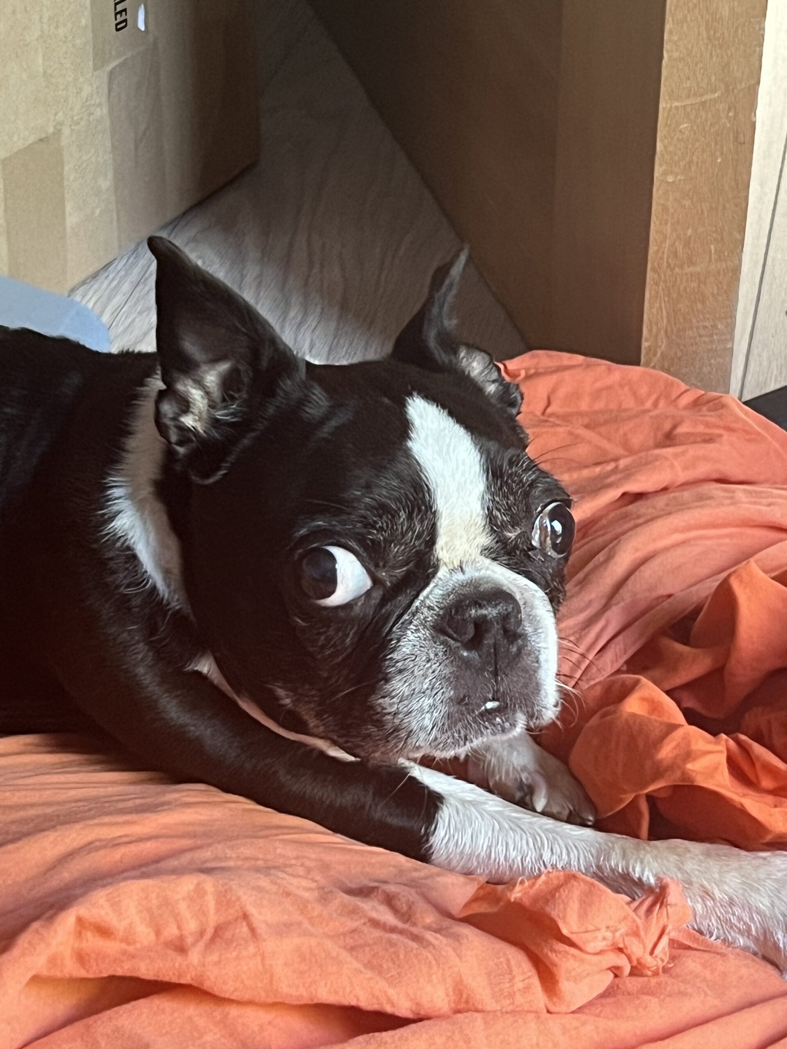 A dog enjoying the comfort of Bonnie’s House daycare, where they receive personalised care and attention.