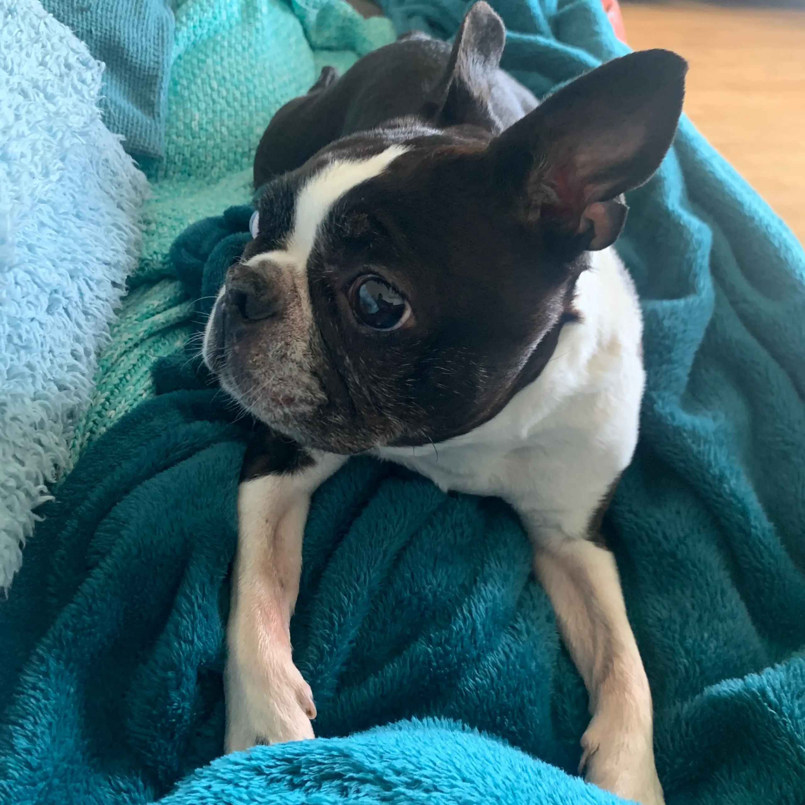 Bonnie, a beloved rescue dog, symbolizing the love and care at Bonnie’s House in Haywards Heath