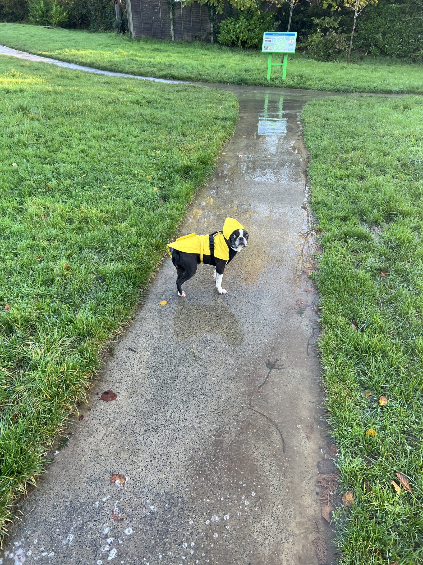 Bonnie, the Boston Terrier who inspired Bonnie’s House, walking outside on a rainy day.
