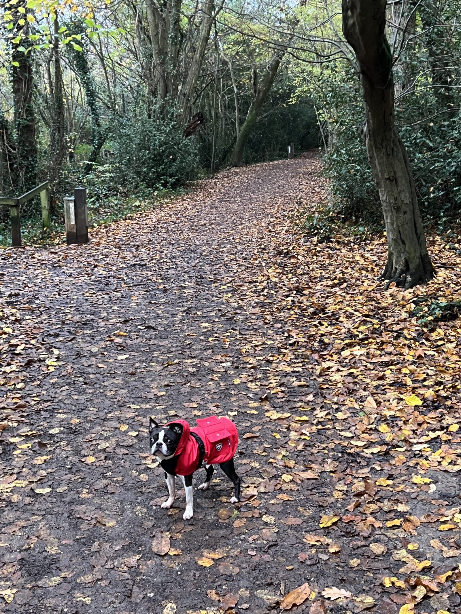 Dogs running and playing freely in the secure and spacious garden at Bonnie’s House in Haywards Heath.