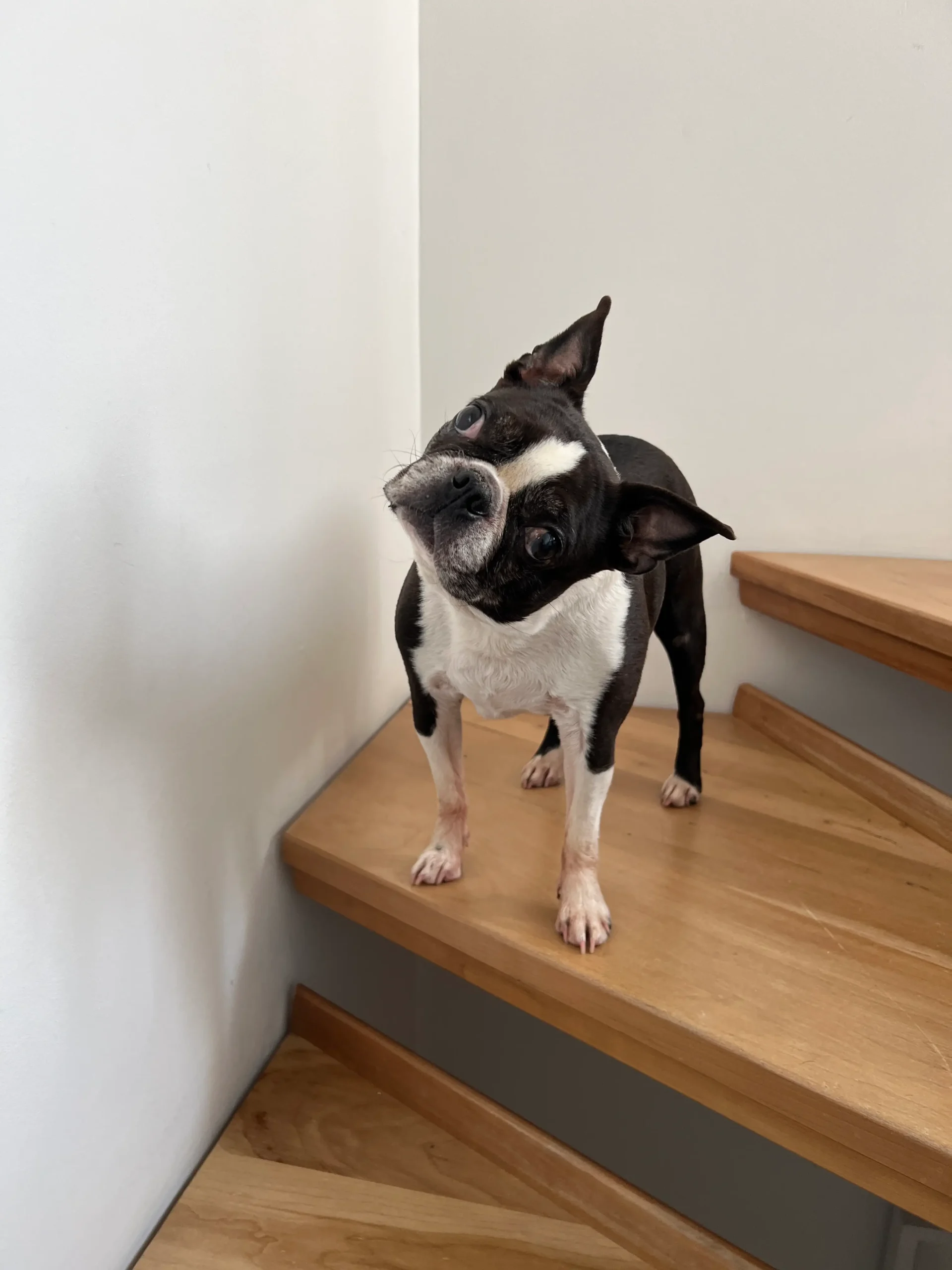 Bonnie, a lovable rescue dog, showing affection to Rere at Bonnie’s House in Haywards Heath.