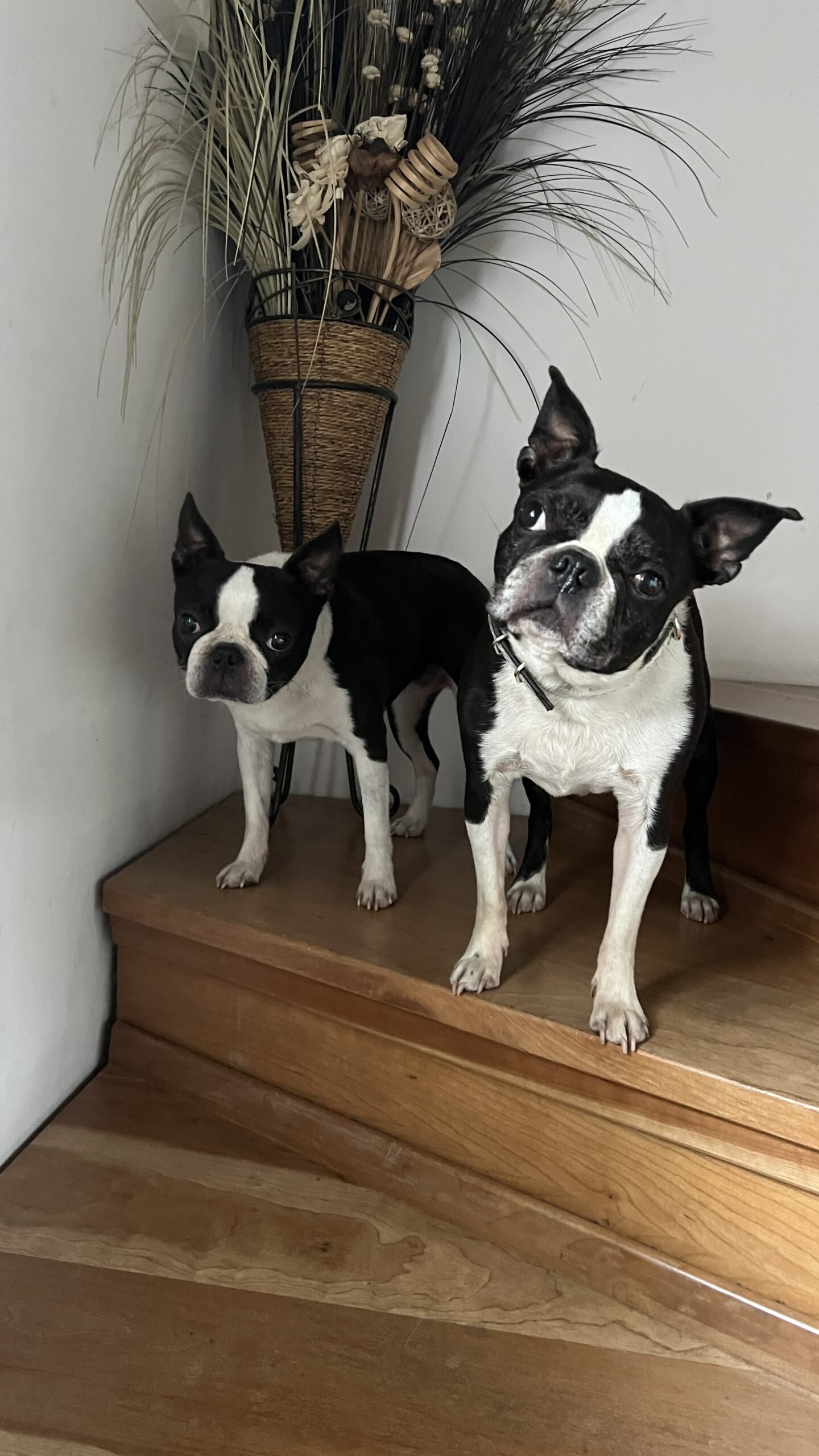 A photo of Bonnie, the dog who inspired Bonnie’s House, surrounded by love and joy in her home.