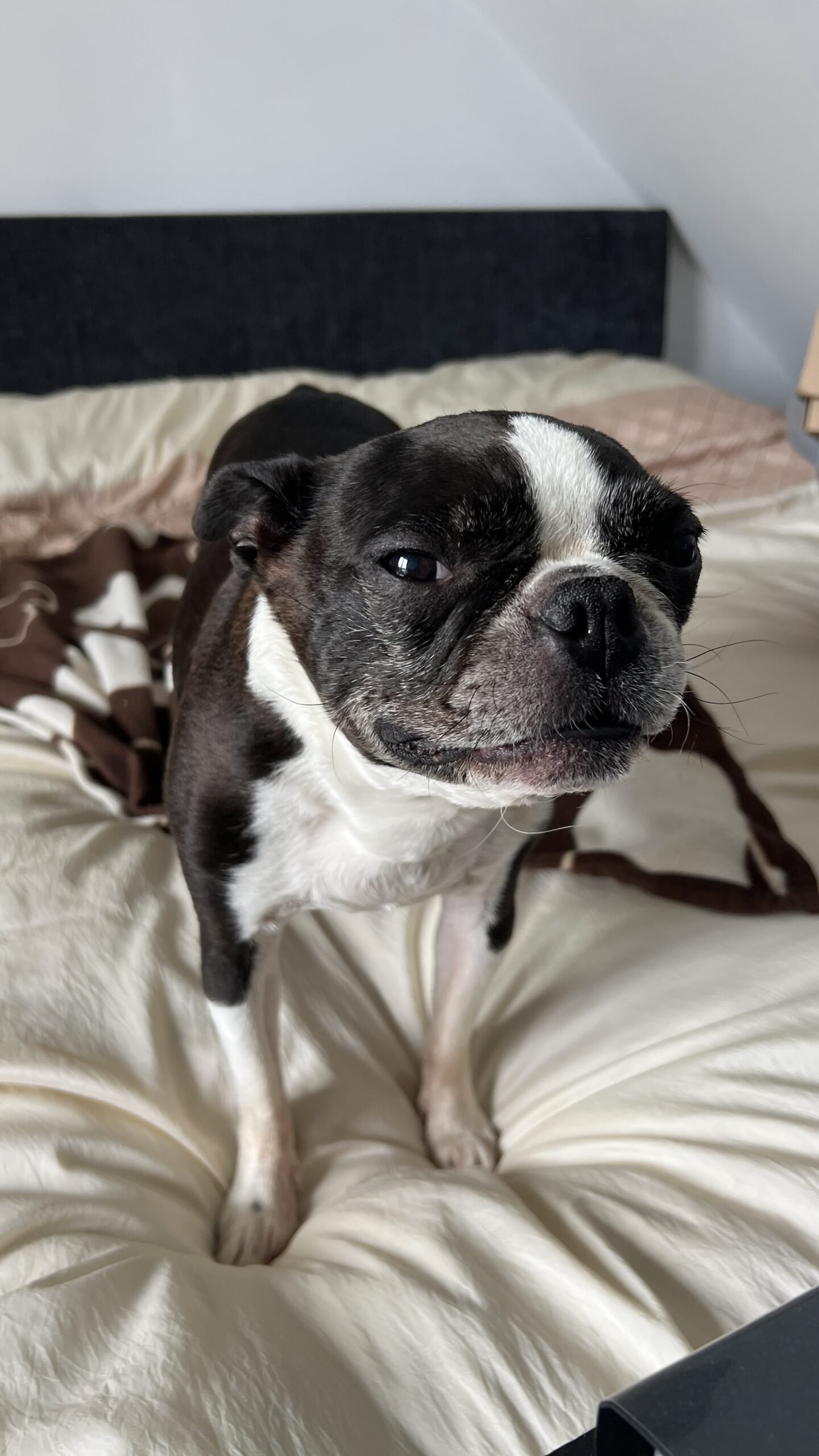 Bonnie, a 9-year-old Boston Terrier, bringing joy and love to the life of her owner, Rere.