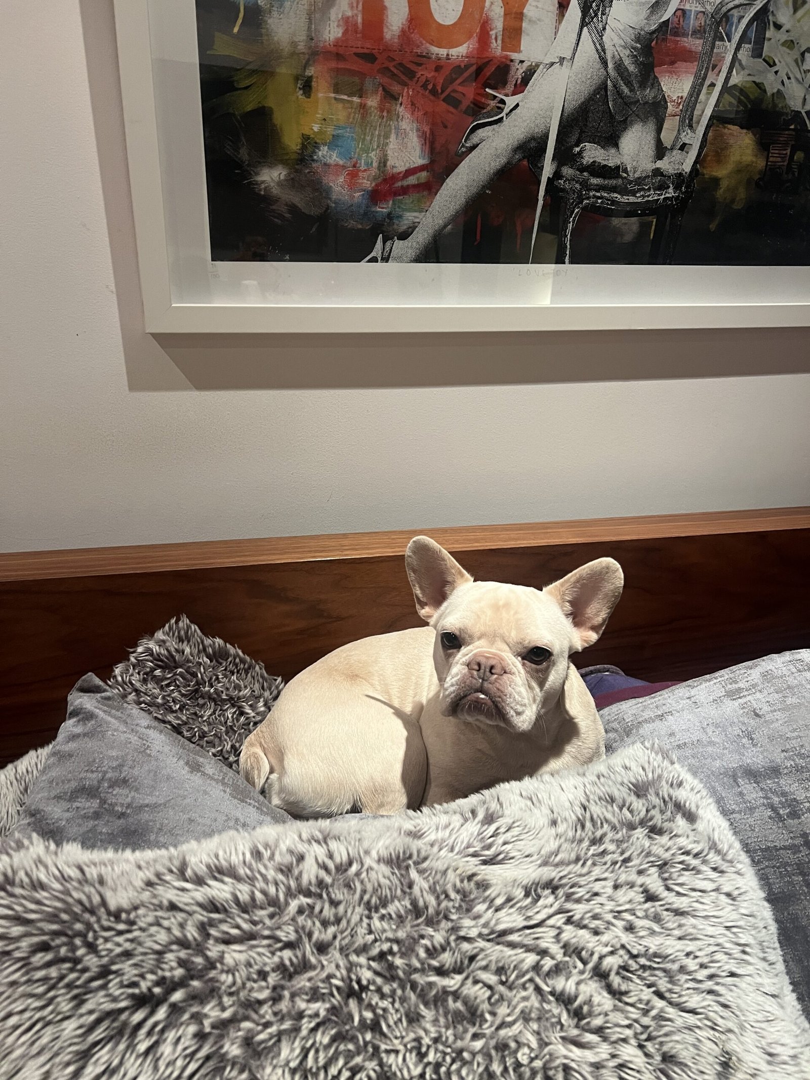 A dog resting peacefully in a cosy indoor space at Bonnie’s House, ready for a nap after playtime.