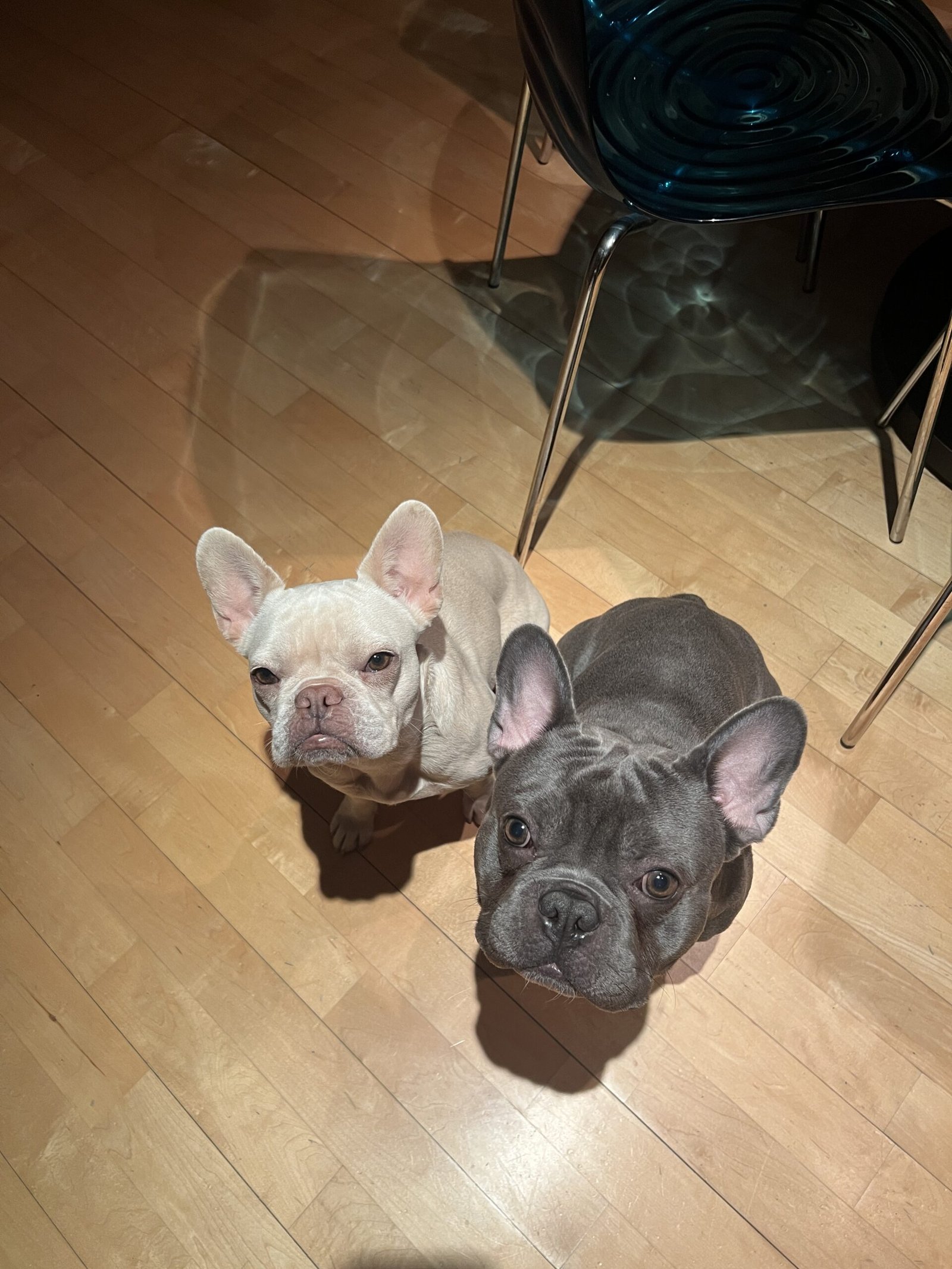 Dogs enjoying a fun and safe outdoor play session at Bonnie’s House doggy daycare in West Sussex.