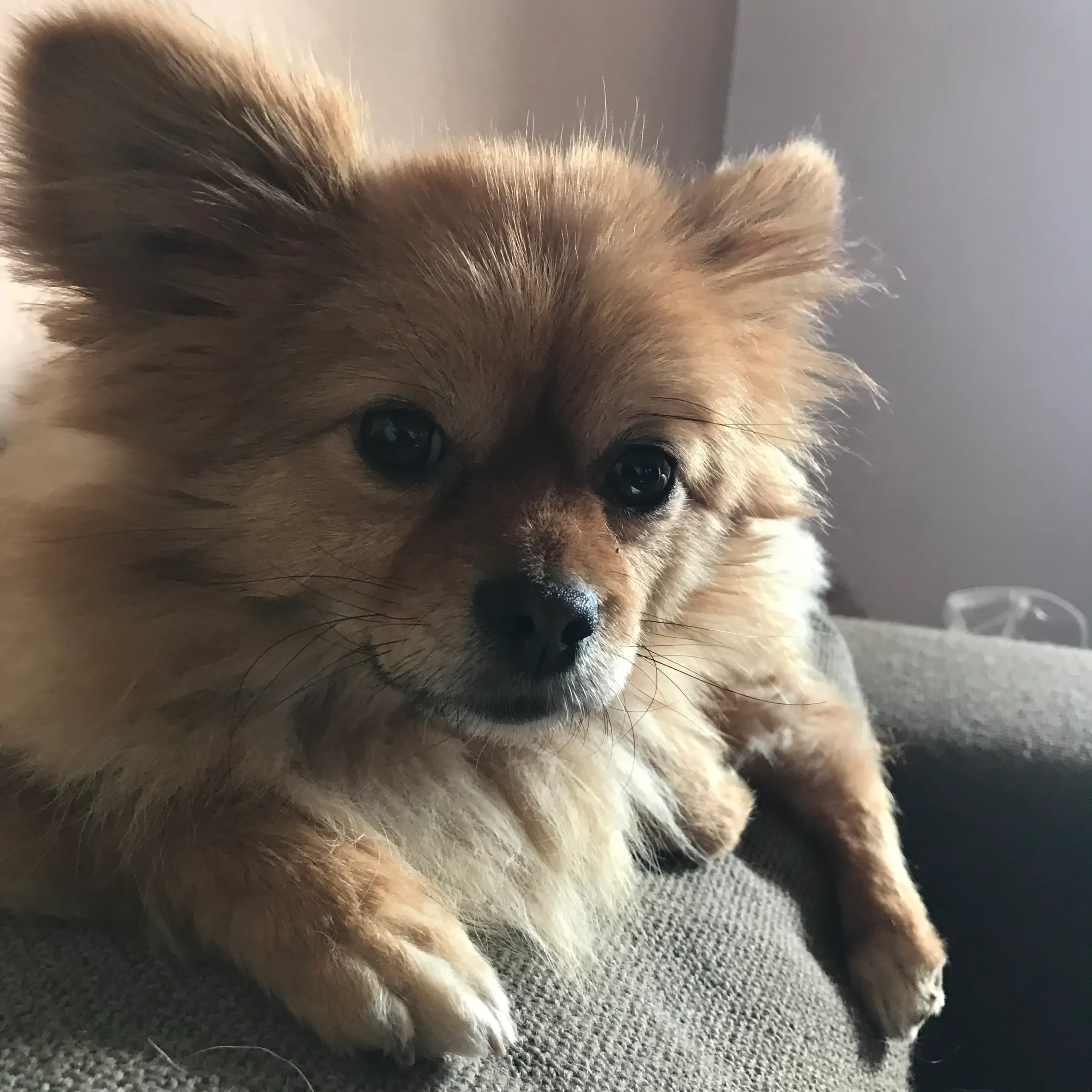 A relaxed dog napping in a cozy bed in the home-like environment of Bonnie’s House.