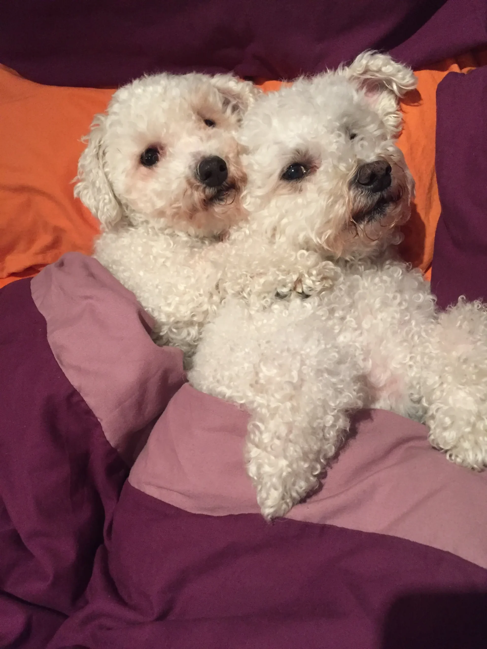 Personalized feeding time for a dog, adhering to specific dietary needs at Bonnie’s House in Haywards Heath.