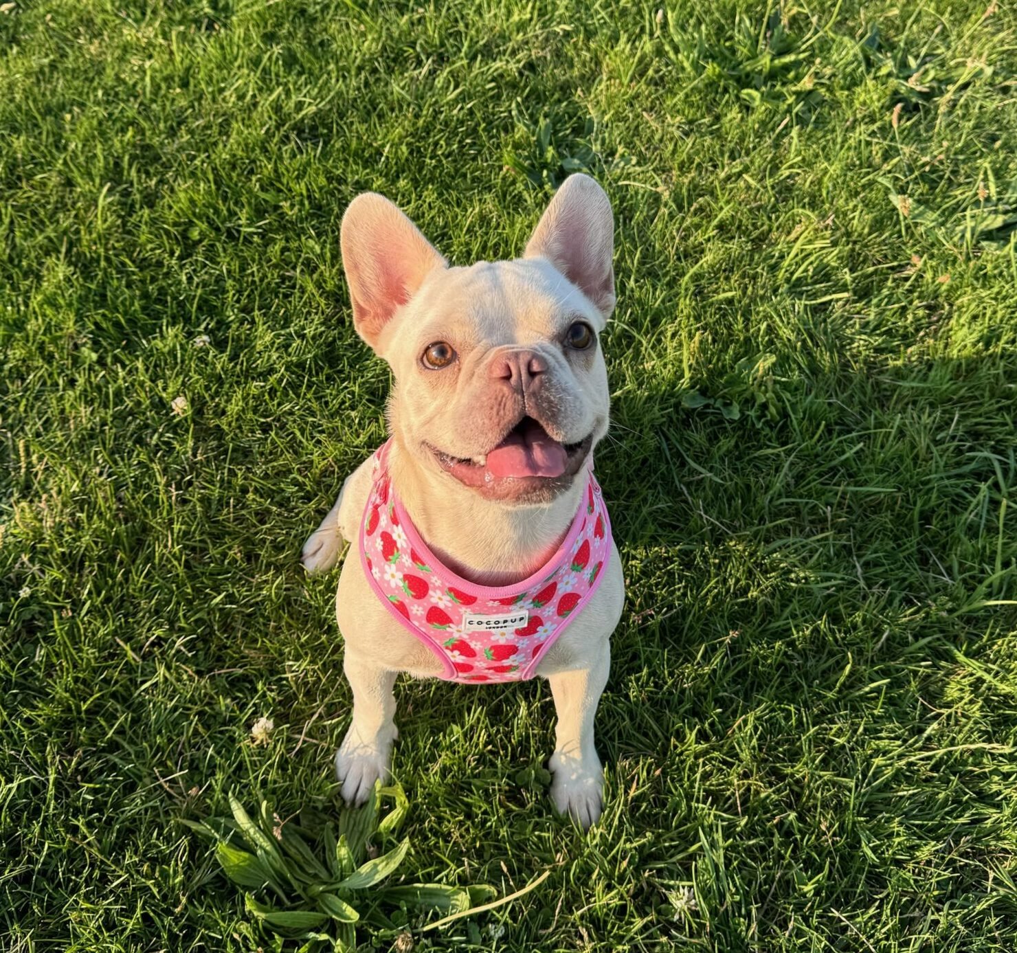 A dog engaging with a snuffle mat enrichment toy at Bonnie’s House, promoting mental stimulation during daycare.