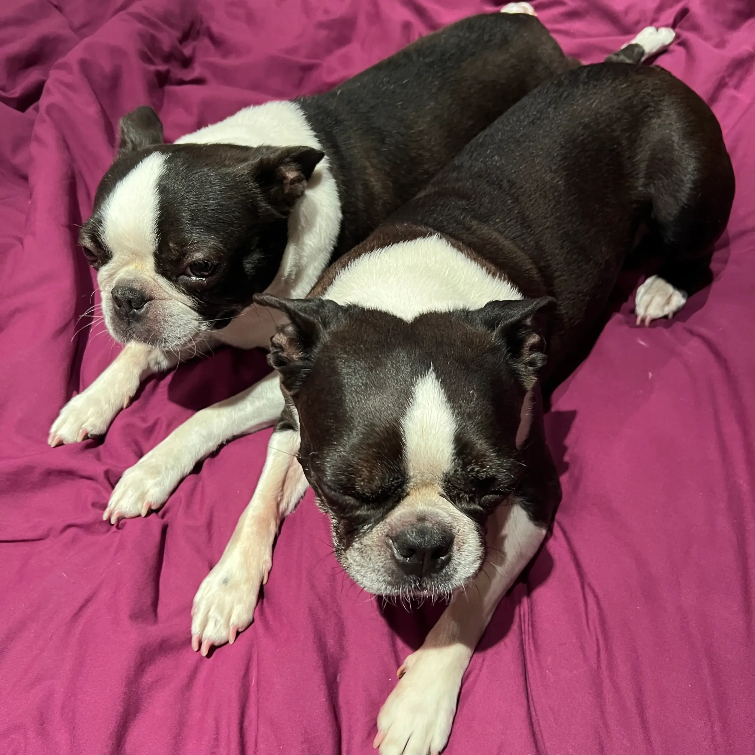Dogs happily socialising and making new friends during their stay at Bonnie’s House.