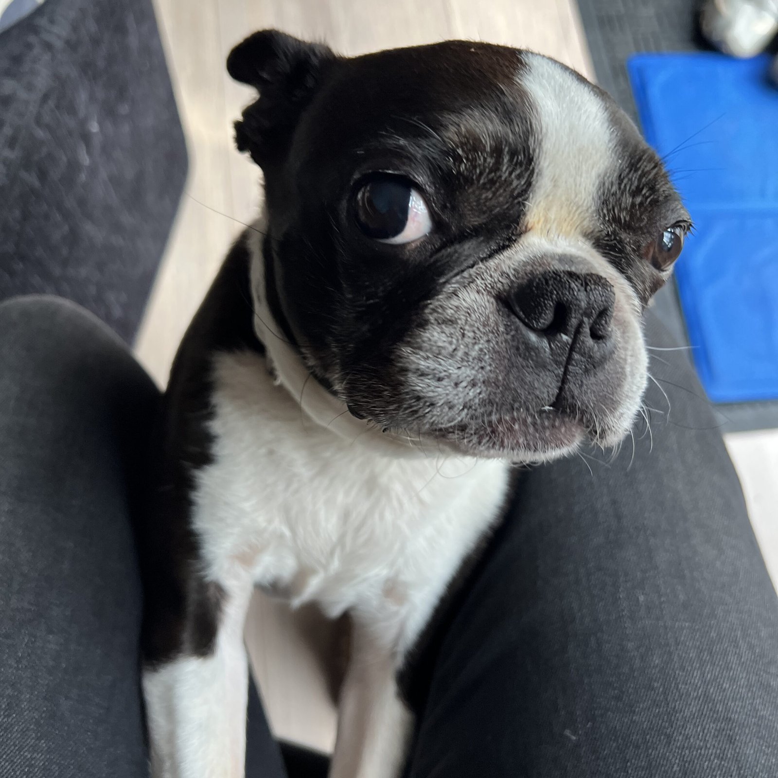 Bonnie, the Boston Terrier, whose love and sass led to the creation of Bonnie’s House.