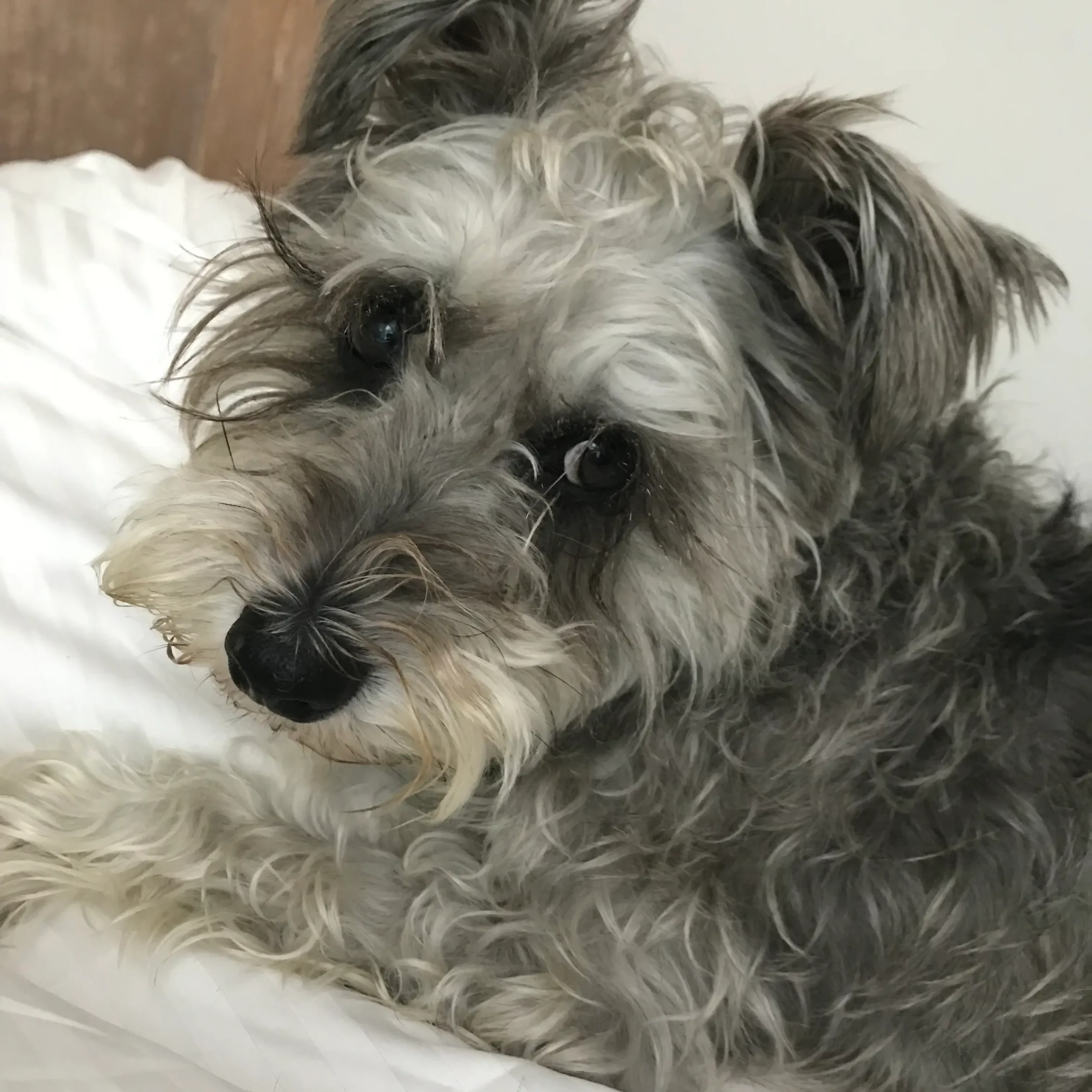 A dog enjoying the secure, safe environment at Bonnie’s House, where they feel at home.