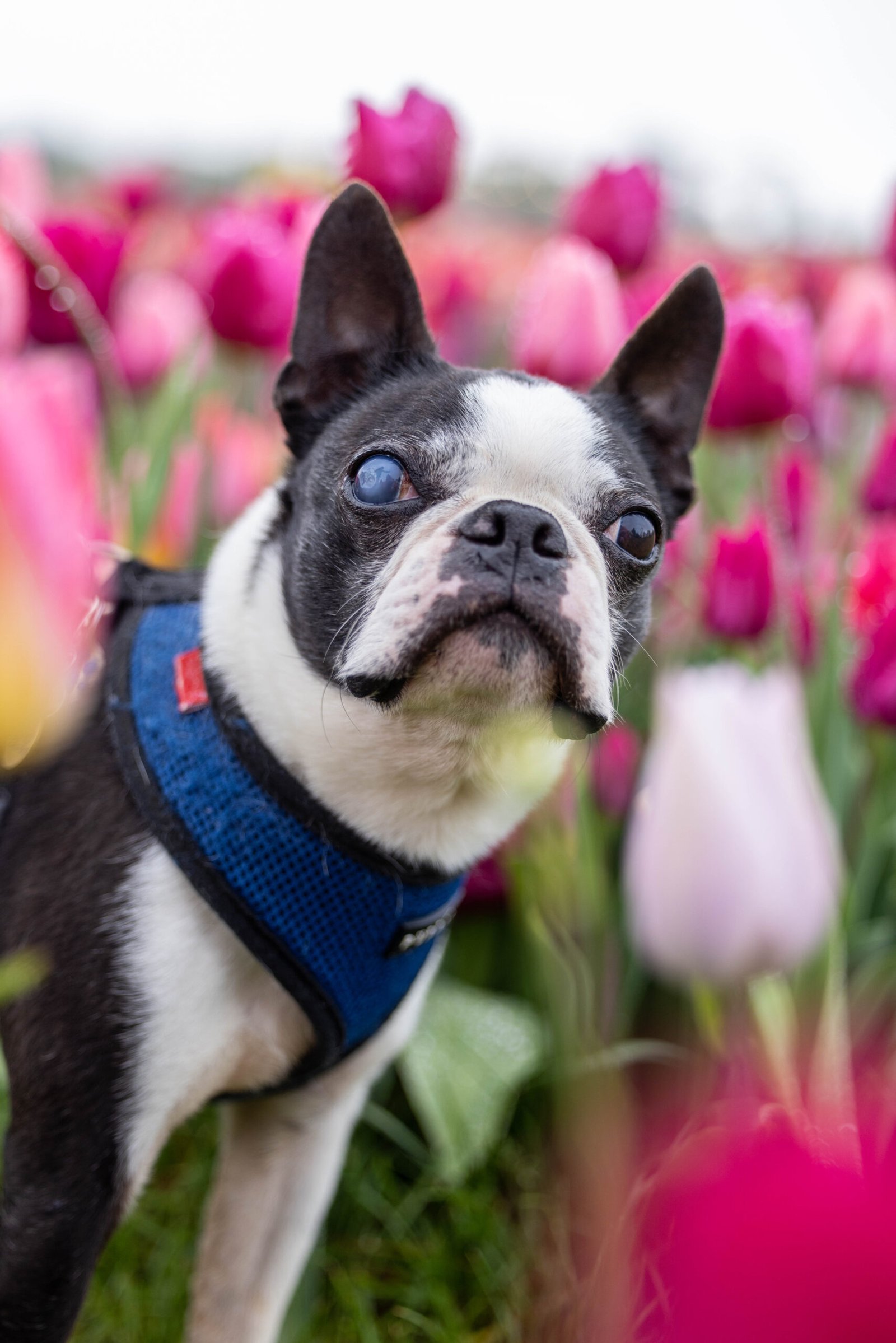 Dogs exploring the tulip rows, sniffing around and taking in the fresh scents during their farm day out.