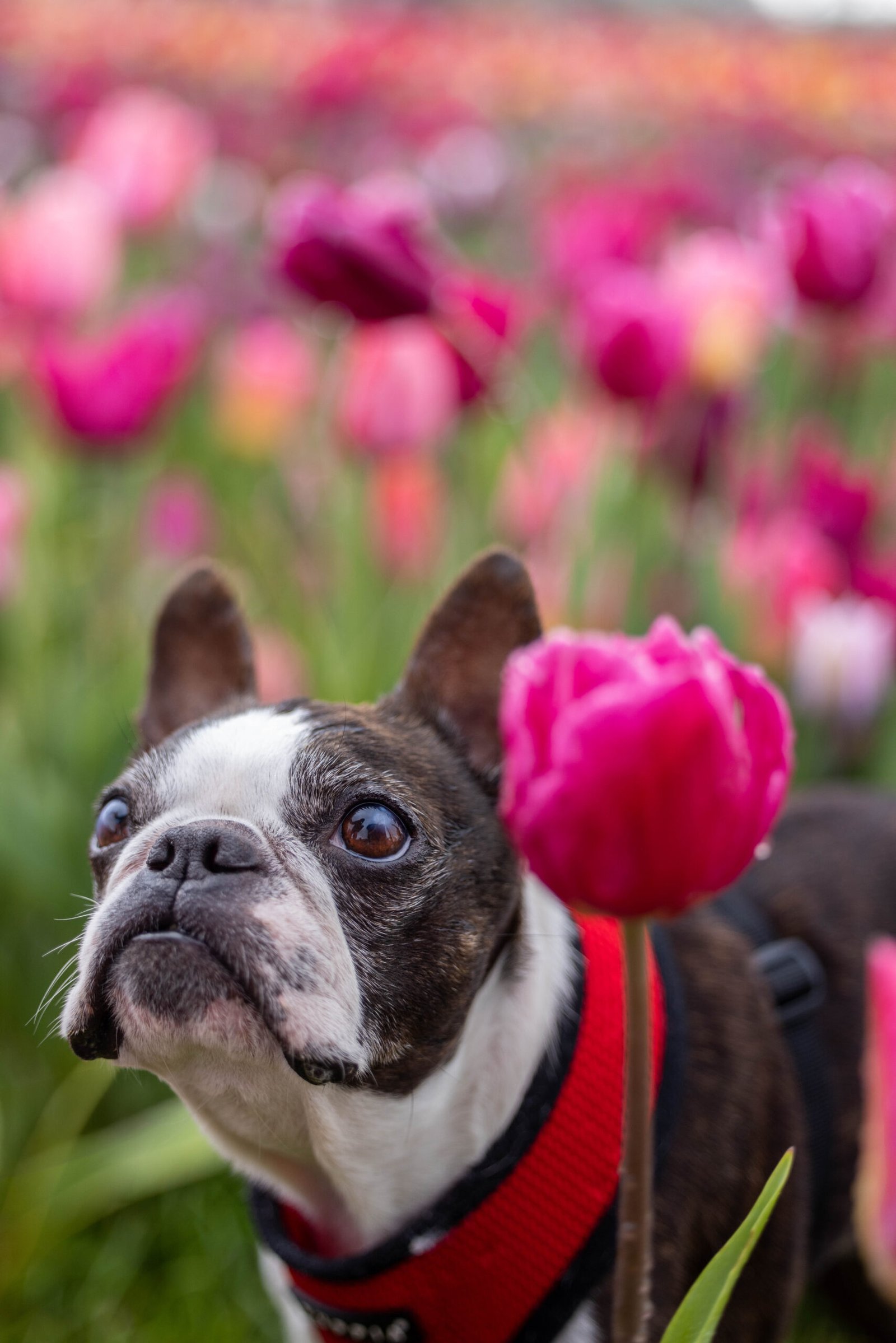 Dogs walking through rows of colourful tulips, enjoying a scenic outing at Tulleys Tulip Farm with their sitter.