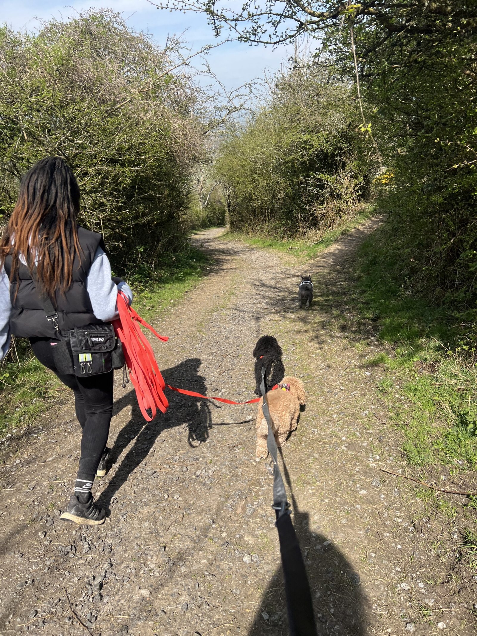A dog sitter walks alongside a group of dogs, all enjoying a calm and engaging walk around the beautiful grounds.
