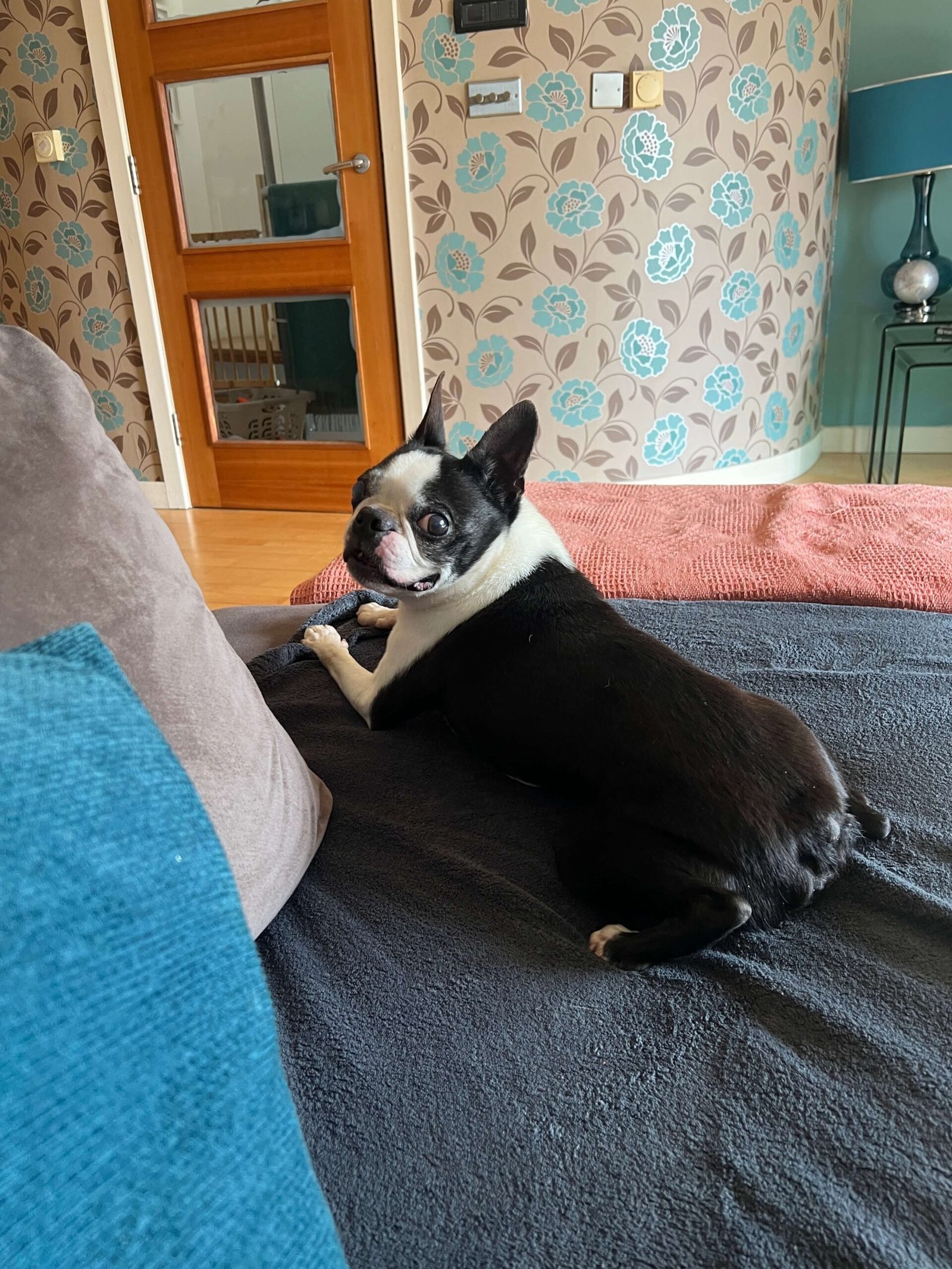 A group of dogs lounging on comfy bedding, showing off the relaxed lifestyle at Bonnie’s House.