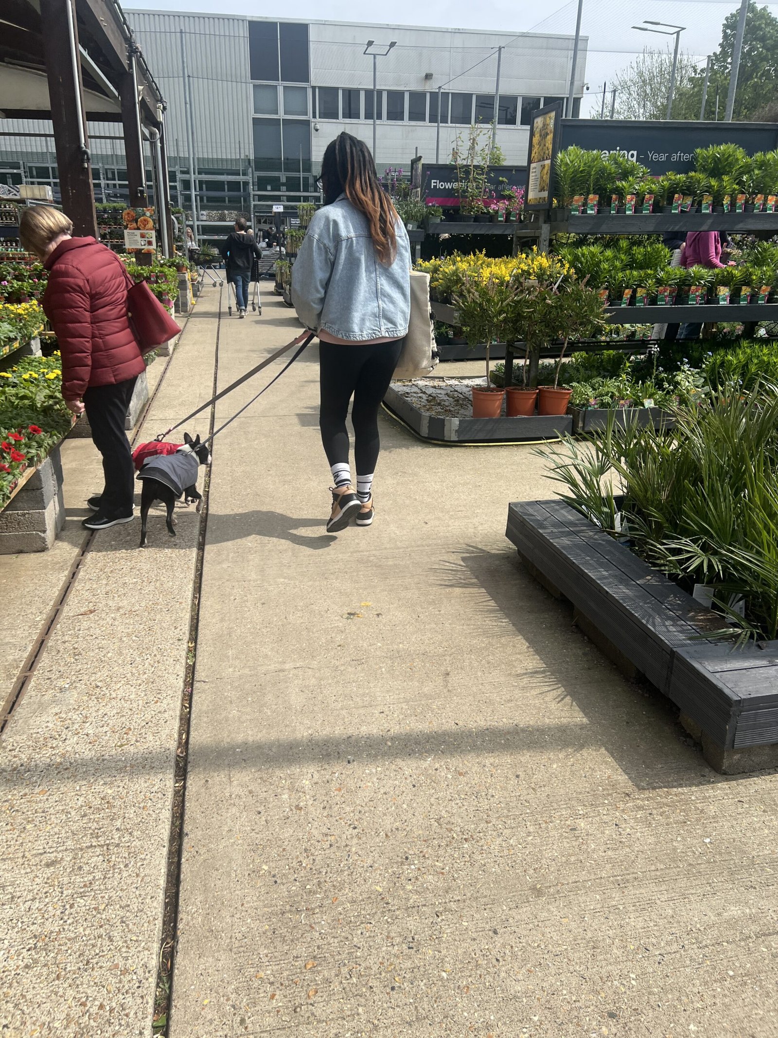 Dogs walking through a shopping centre, calmly exploring the vibrant indoor space together.
