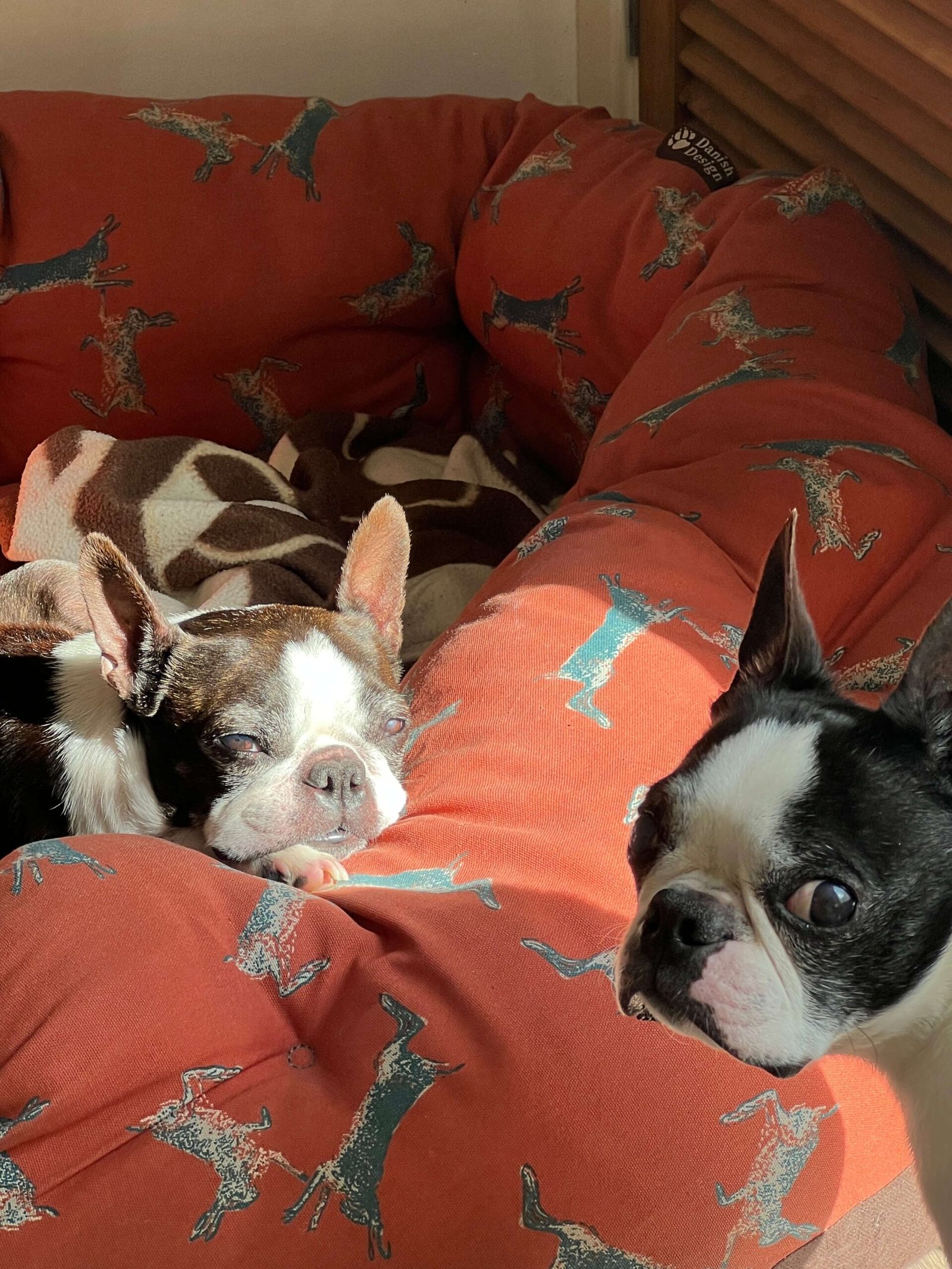Comfortable dogs enjoying the sunlight at Bonnie’s House
