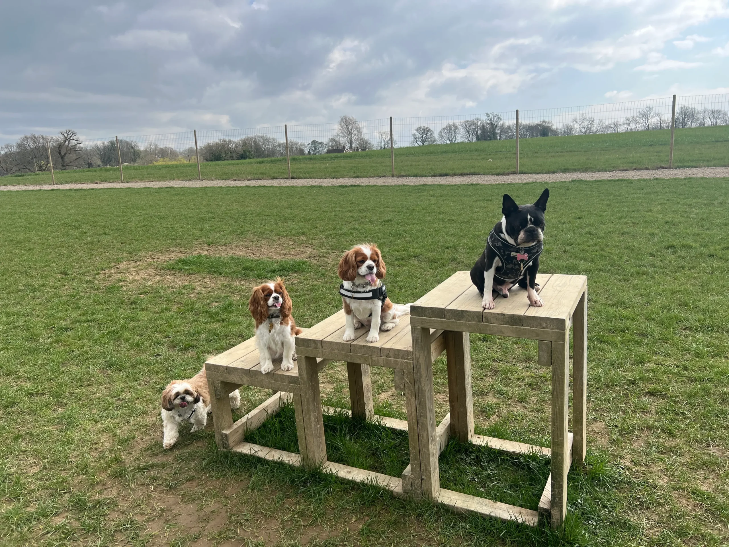 Dogs enjoying secure outdoor play under supervision in the Paw Paddock at Bonnie’s House.
