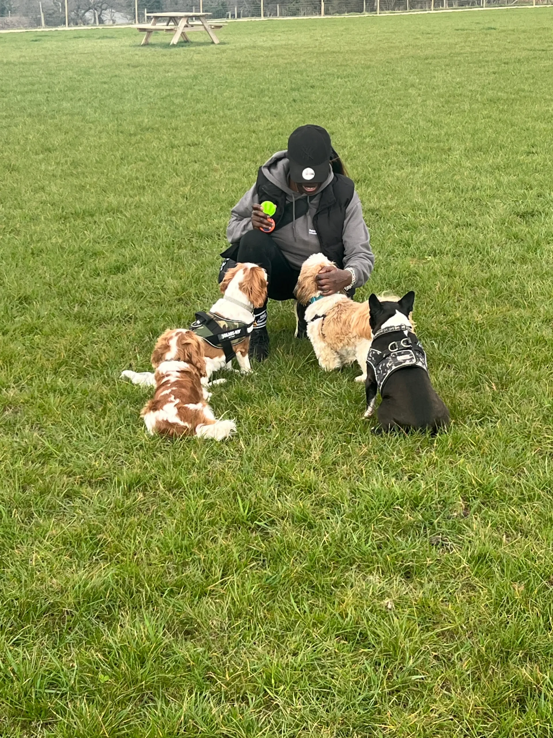 Dogs engaged in play while staff provide gentle supervision in the Bonnie’s House Paw Paddock.