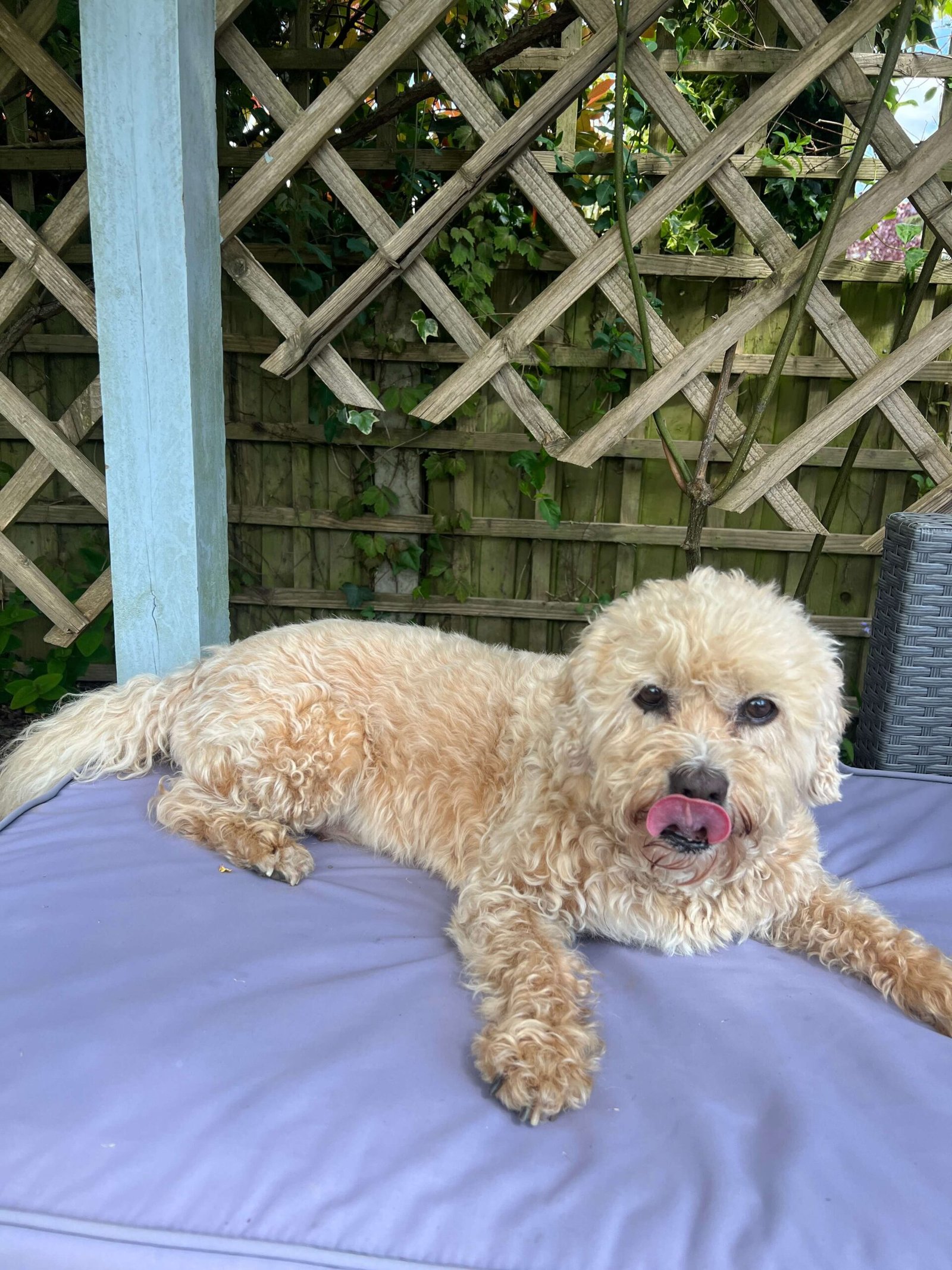 A group of dogs lounging on comfy bedding, showing off the relaxed lifestyle at Bonnie’s House.