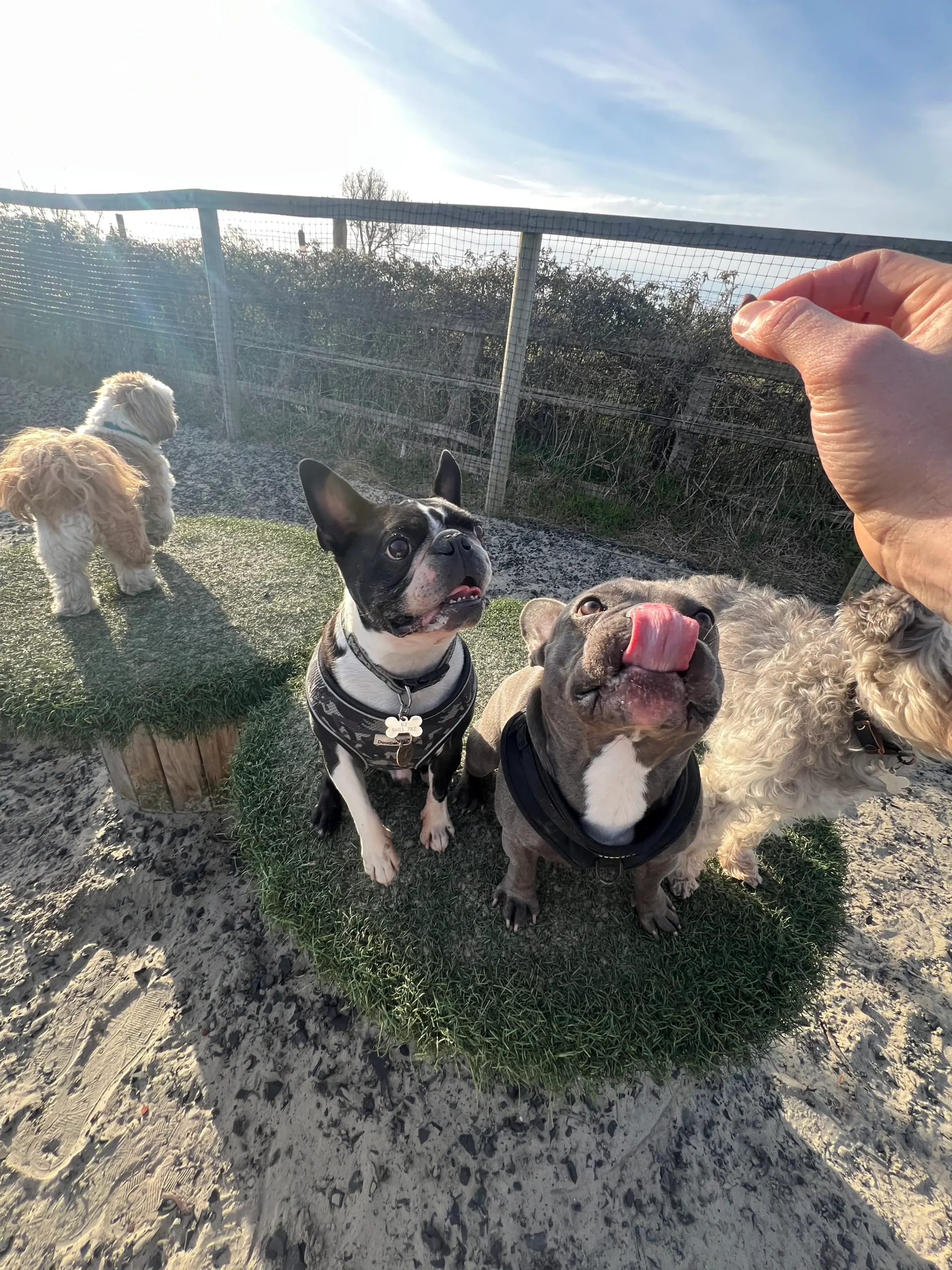 A group of dogs sitting attentively in the Big Barn at Bonnie’s House, waiting for their well-earned treats.